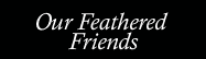 Our Feathered Friends